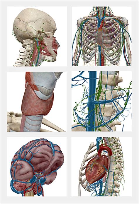 身體結構圖女|Visible Body Human Anatomy Atlas (人體解剖圖譜) 2021